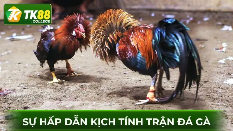 kinh-nghiem-da-ga-online-hap-dan-kich-tinh
