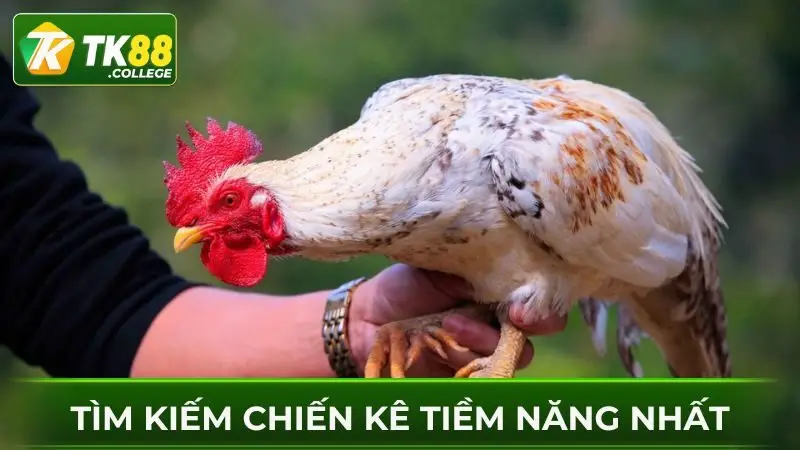 Chon-chien-ke-co-tiem-nang
